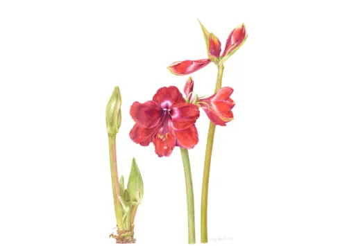 Hippeastrum 'Black Pearl' 2018