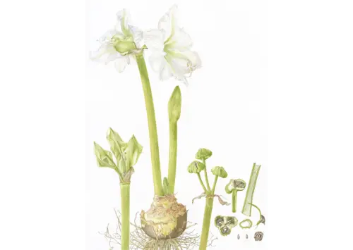 Hippeastrum ‘Ludwig Dazzler’ 2016