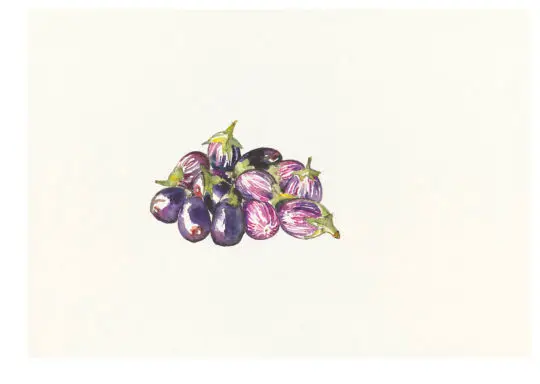 Petites Aubergines de Provence, 2021