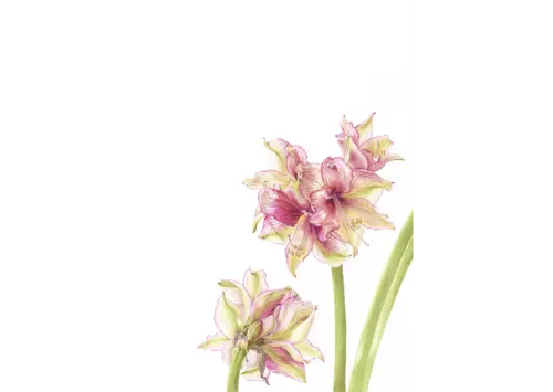 Hippeastrum 'Tosca' 2018