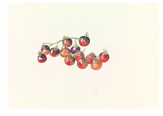 Tomates Cerises, 2021