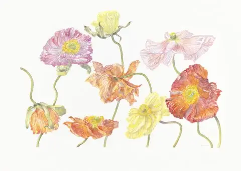 coquelicots 2, 2025