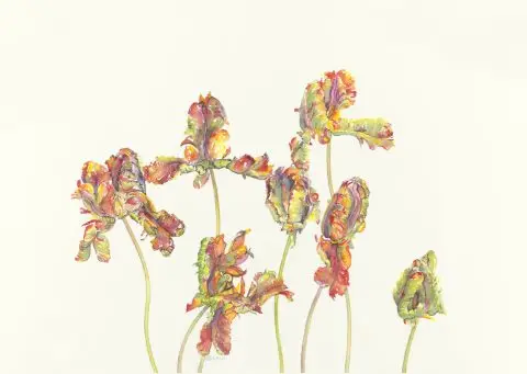 Parrot tulips, 2023