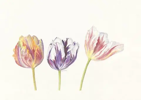 tulipes, 2024