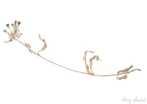 Gentiana soponaria (enzian / gentian) dried 2012