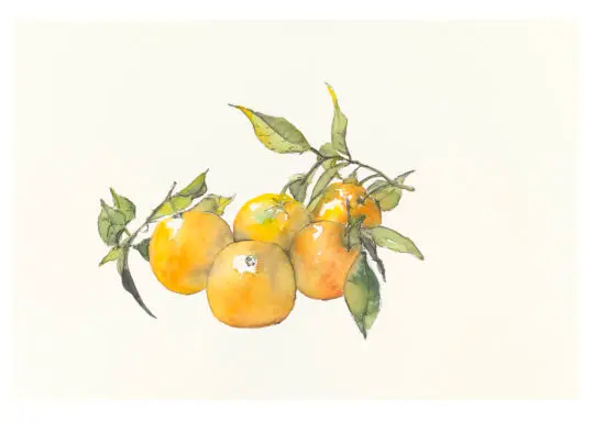 Oranges, Niki 2021