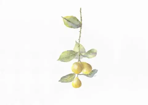 petite branche de citronnier, 2025