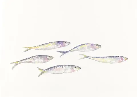 sardines, 2024