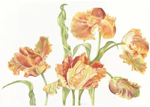 parrot tulips, Arles, 2026