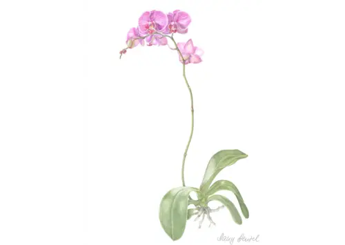 Phalaenopsis (moth orchid) 2015