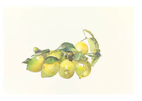Citrons Susanne, 2021