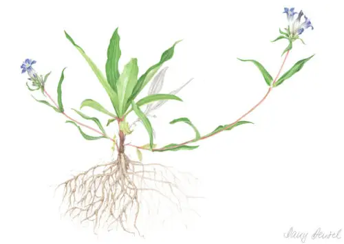 Gentiana soponaria (enzian / gentian) fresh 2012