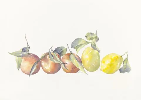 oranges et citrons, 2025