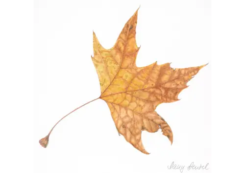 Platanus hispanica 2015