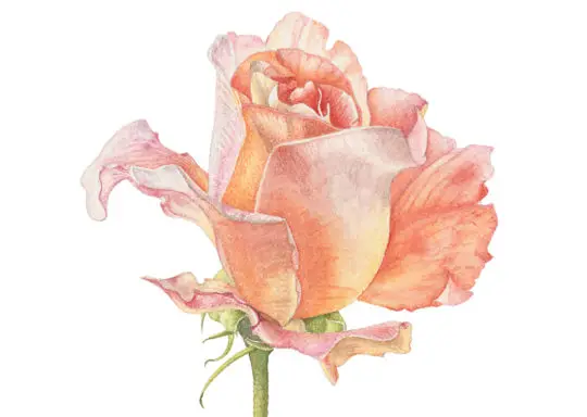 Rosa x hybrida 'Cloud Sixty' 2020