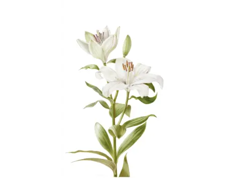 White Lily 2019