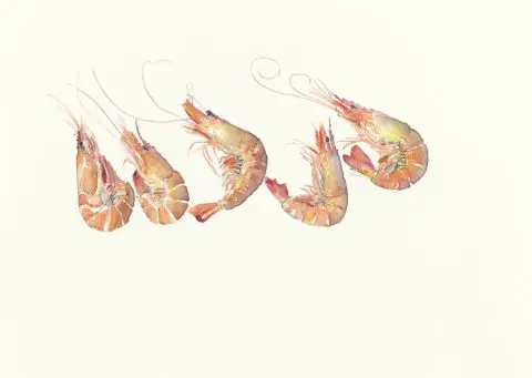 crevettes, 2022