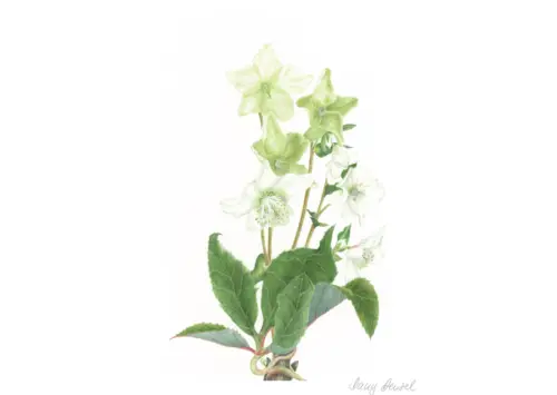 Kew – Helleborus (Christmas rose) 2014