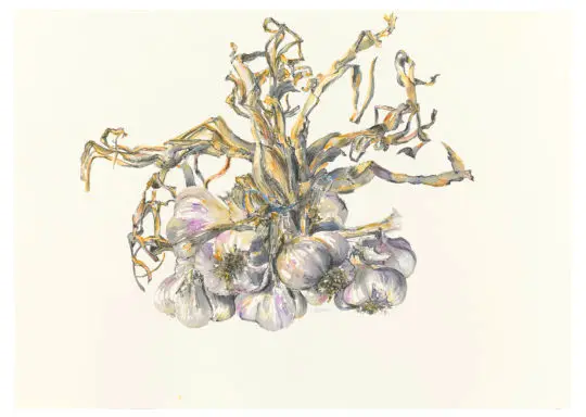 L'ail provençal, 2021