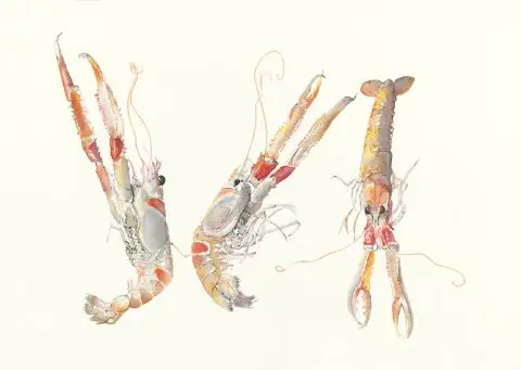 langoustines, 2022