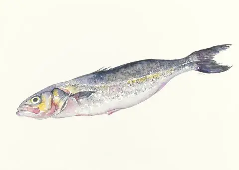 loup de mer, 2022