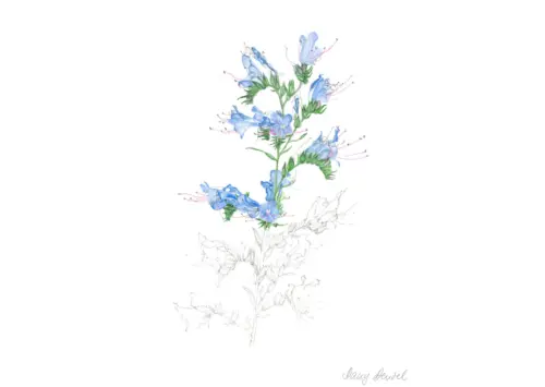 Echium vulgare (Natternkopf viper’s bugloss) 2011