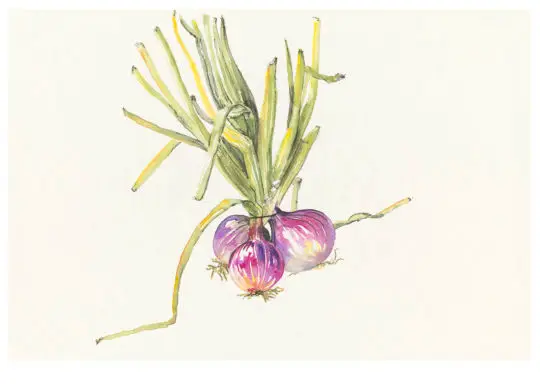 L'ognion provençal, 2021
