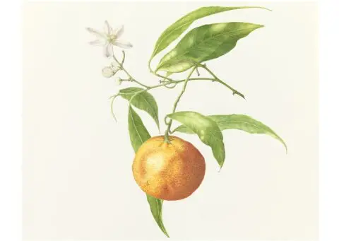 'citrus fortune la Di Elba' 2022