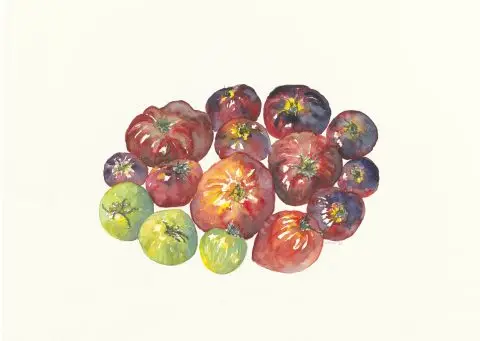 tomates de septembre, 2022