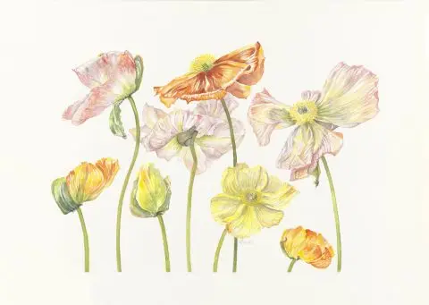 coquelicots 1, 2024