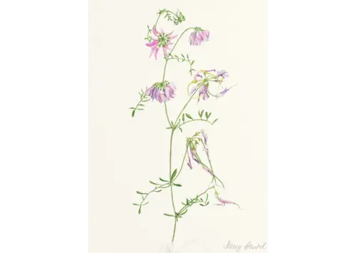 Securigera varia (purple crown vetch) 2010