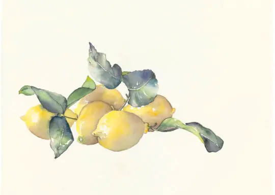 Citrons Titti, 2021