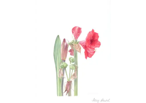 Amaryllis 2015