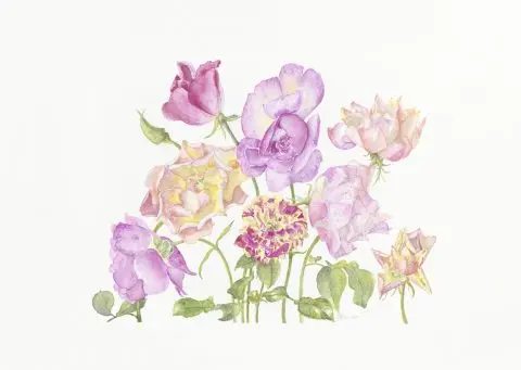 dernieres roses de mon jardin, 2025