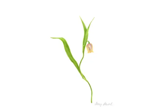 Kew - Frittilaria fritillaries 2014