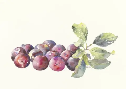 Prunes, 2023 ( Zwetschken )